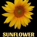 sunflower gifts for sunflower lovers