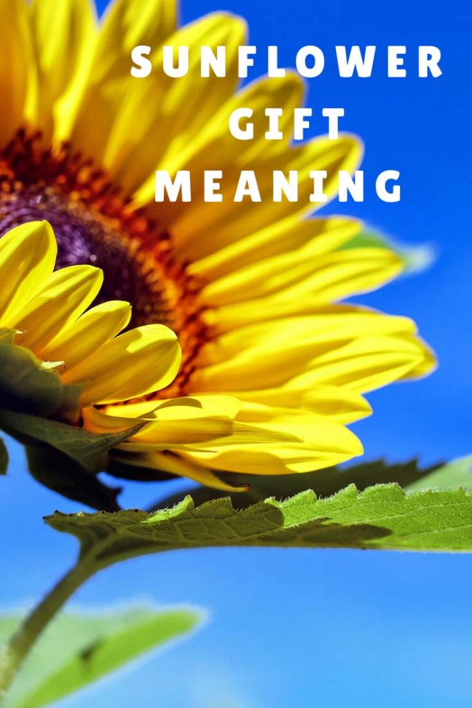 Sunflower Gift Meaning Sunflower Meaning And Symbolism