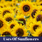 10 uses of sunflowers