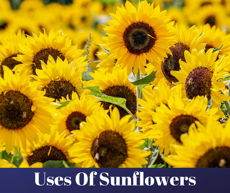 10 uses of sunflowers